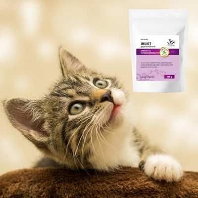 Macskák hasmenése: okok, tünetek és kezelési lehetőségek