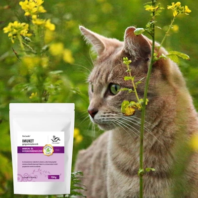 Kijárós macska? Pro és kontra