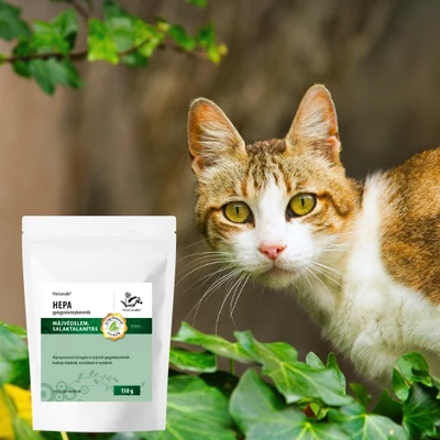 Mérgezés macskáknál: okok, tünetek, kezelés és megelőzés