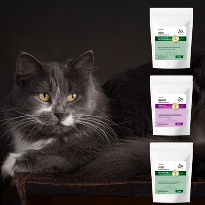 Macskák rákos megbetegedései