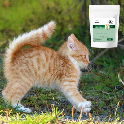 Macskák viselkedési zavarai és a stressz: okok, következmények és kezelés