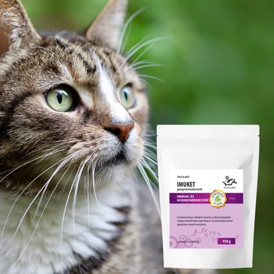 Macskák szemproblémái: okok, tünetek és kezelések