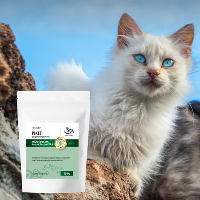 Macskák tüsszögése: okok, tünetek és kezelési lehetőségek