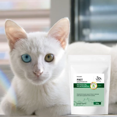 Macskák vérszegénysége: okok, tünetek és kezelési lehetőségek