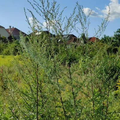 Növényvideó: fekete üröm