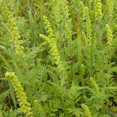 Parlagfű: gyógynövény vagy méreg?