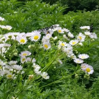 Seprence a szénában: mérgező?