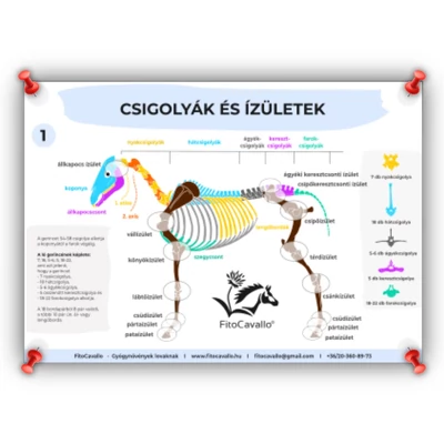 1. Csigolyák és ízületek - FitoCavallo Lovas Poszter A4