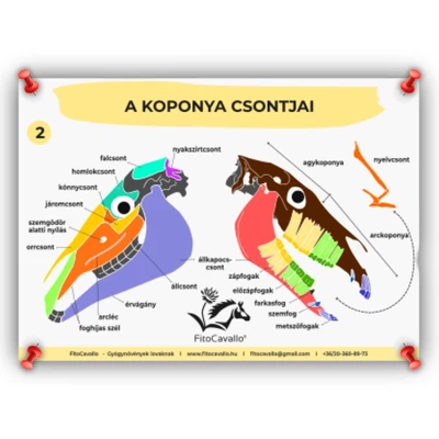 ló koponya csontok infografika poszter A4