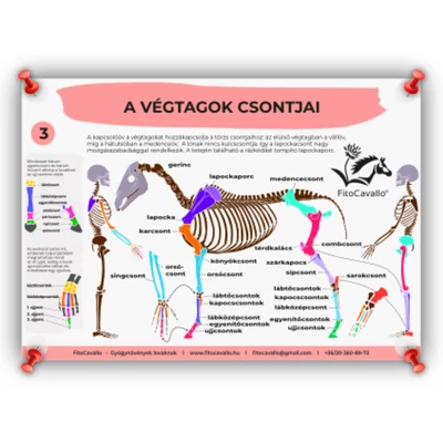 ló végtagok csontok infografika poszter A4