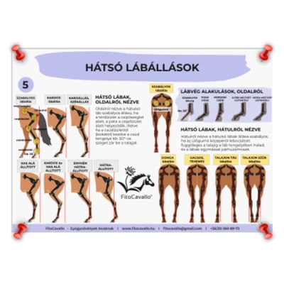 5. Hátsó lábállások - FitoCavallo Lovas Poszter A4